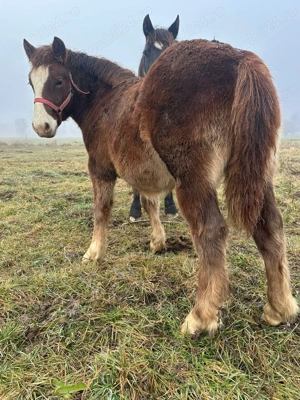 Cai de vânzare  - imagine 2