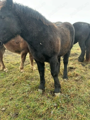 Cai de vânzare  - imagine 3