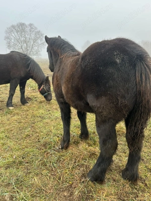 Cai de vânzare  - imagine 4