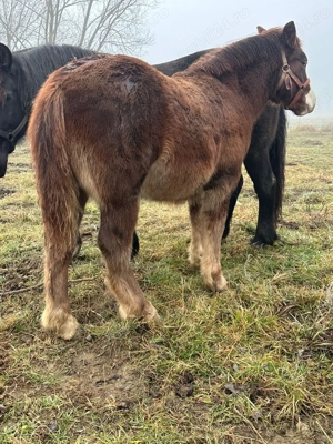 Cai de vânzare  - imagine 5