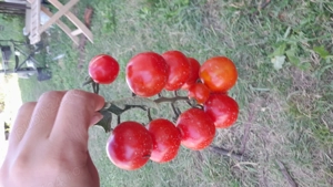 Gradina de inchiriat  - imagine 5