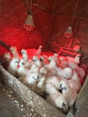 Vând cocoși mătase japoneza - imagine 3