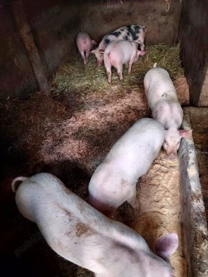 vand purcei - imagine 2