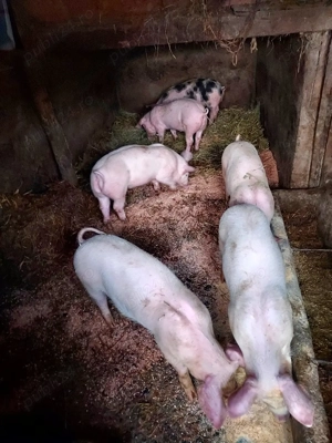 vand purcei - imagine 5