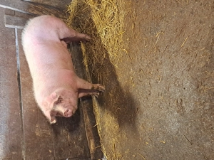 Vând porci rasa de carne  - imagine 3