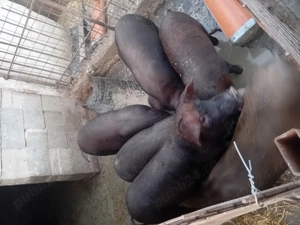 Vând șoldani  - imagine 3