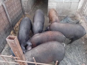 Vând șoldani  - imagine 5