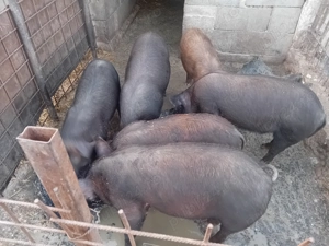 Vând șoldani  - imagine 4