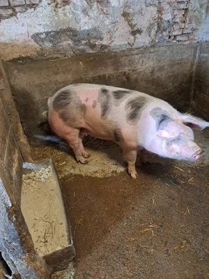 Vând porci rasa de carne 