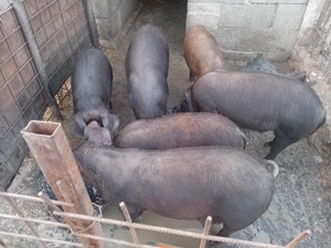 Vând șoldani  - imagine 2