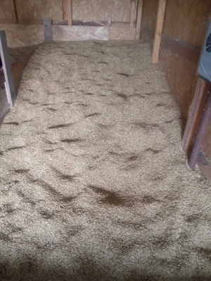 Ovăz sămânță de vânzare  - imagine 5