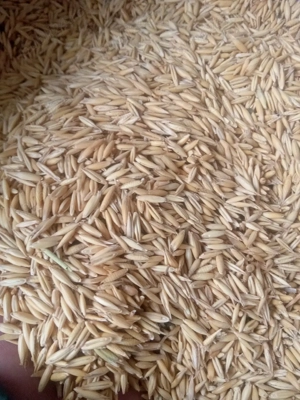 Ovăz sămânță de vânzare  - imagine 2