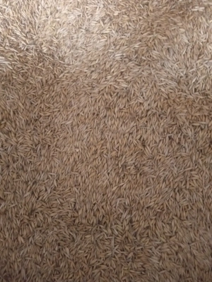 Ovăz sămânță de vânzare  - imagine 3