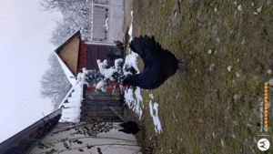 Gaini australorp- oua de incubat - imagine 3