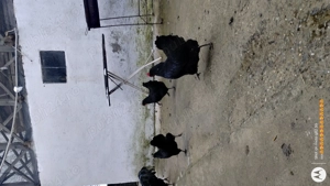 Gaini australorp- oua de incubat - imagine 4