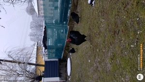 Gaini australorp- oua de incubat