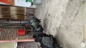 Gaini australorp- oua de incubat - imagine 5