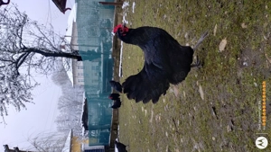 Gaini australorp- oua de incubat - imagine 2