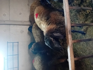 Berbec mior de vanzare - imagine 5