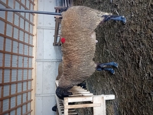 Berbec mior de vanzare - imagine 2