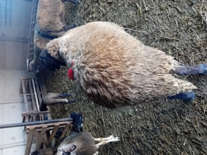 Berbec mior de vanzare - imagine 4