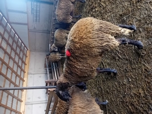 Berbec mior de vanzare - imagine 3