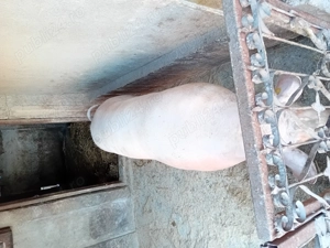 Porc de vanzare.....