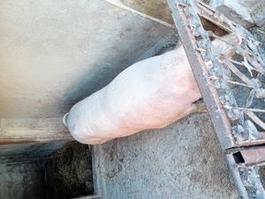 Porc de vanzare..... - imagine 2