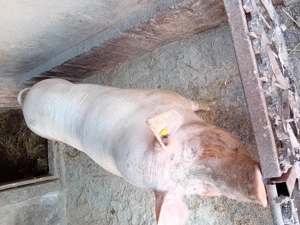 Porc de vanzare..... - imagine 3