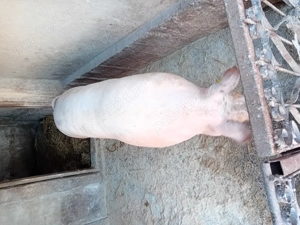 Porc de vanzare..... - imagine 4