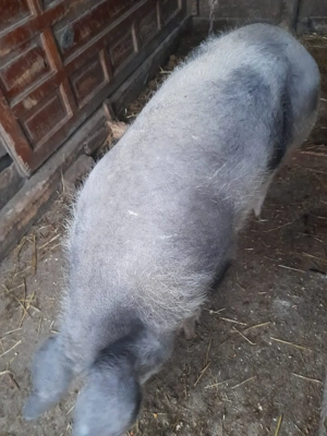 Porc de vanzare 