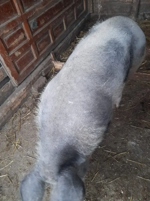 Porc de vanzare  - imagine 3