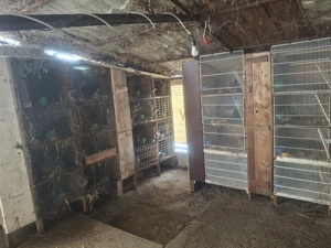 Vând iepuri  , diferite rase si vârste  - imagine 5