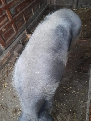 Porc de vanzare  - imagine 2