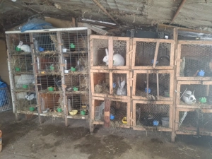 Vând iepuri  , diferite rase si vârste  - imagine 2