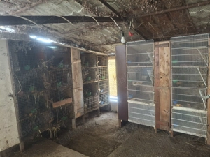 Vând iepuri  , diferite rase si vârste  - imagine 3