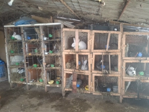 Vând iepuri  , diferite rase si vârste 