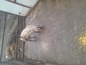 Vând scrofita 50kg și purcei 6 săptămâni  - imagine 2