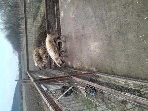 Vând scrofita 50kg și purcei 6 săptămâni  - imagine 3