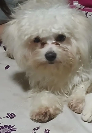 cățelușa gravide cu 2 pui 