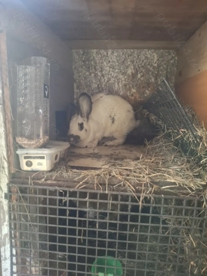 Vând iepuri  , diferite rase si vârste  - imagine 4