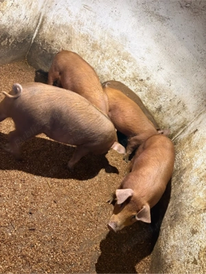 vad purcei  - imagine 3