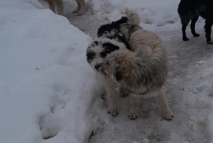 Disponibil mascul si femele 