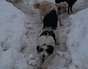 Disponibil mascul si femele  - imagine 2