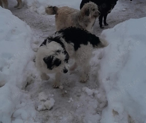 Disponibil mascul si femele  - imagine 3