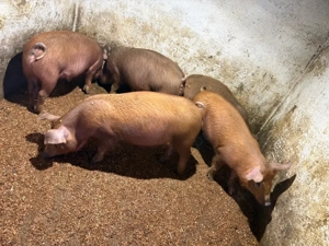 vad purcei  - imagine 2