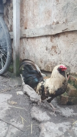 Ameraucana perechea rasa pitica - imagine 2