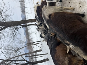 Iezi de vnzare foarte buni pentru tăiat sau esport mai multe detali al telefon. - imagine 3