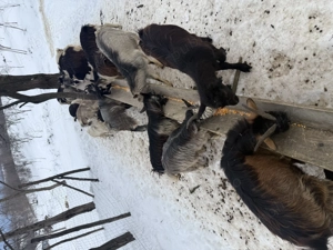 Iezi de vnzare foarte buni pentru tăiat sau esport mai multe detali al telefon. - imagine 5