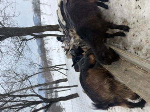 Iezi de vnzare foarte buni pentru tăiat sau esport mai multe detali al telefon. - imagine 4